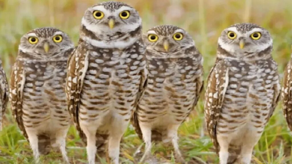 Strict monitoring of owl hunting