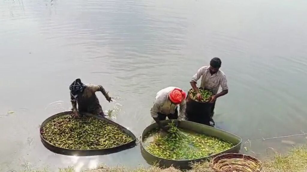water chestnut cultivation