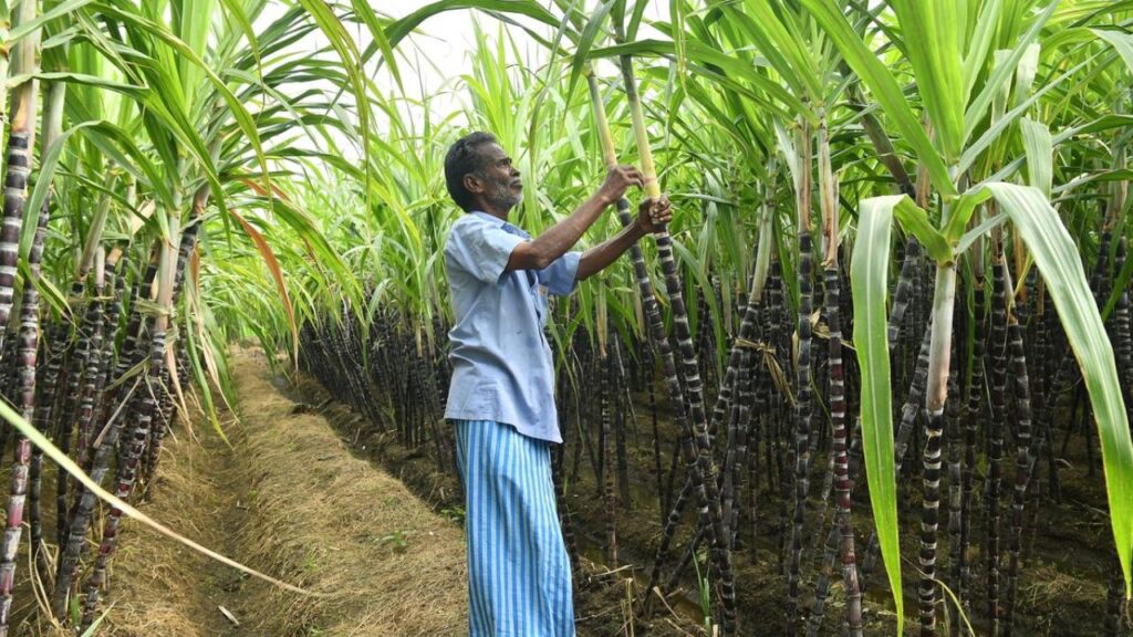 A big gift for sugarcane farmers