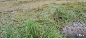 गोरखपुर: बारिश और तूफान ने तोड़ी किसानों की उम्मीदें, जानें क्या है पूरी खबर?