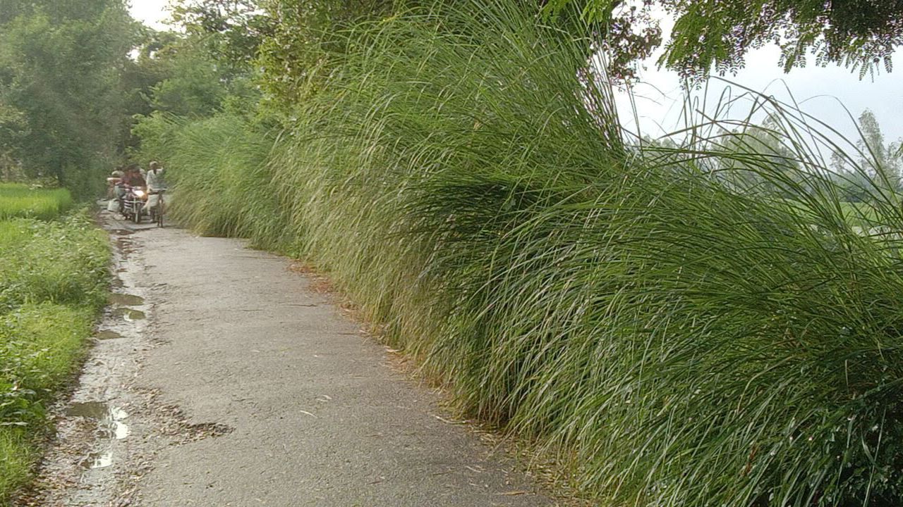 बाराबंकी: झाड़ियों में पुवाल से ढका मिला अज्ञात दिव्यांग अधेड़ का शव, क्षेत्र में सनसनी