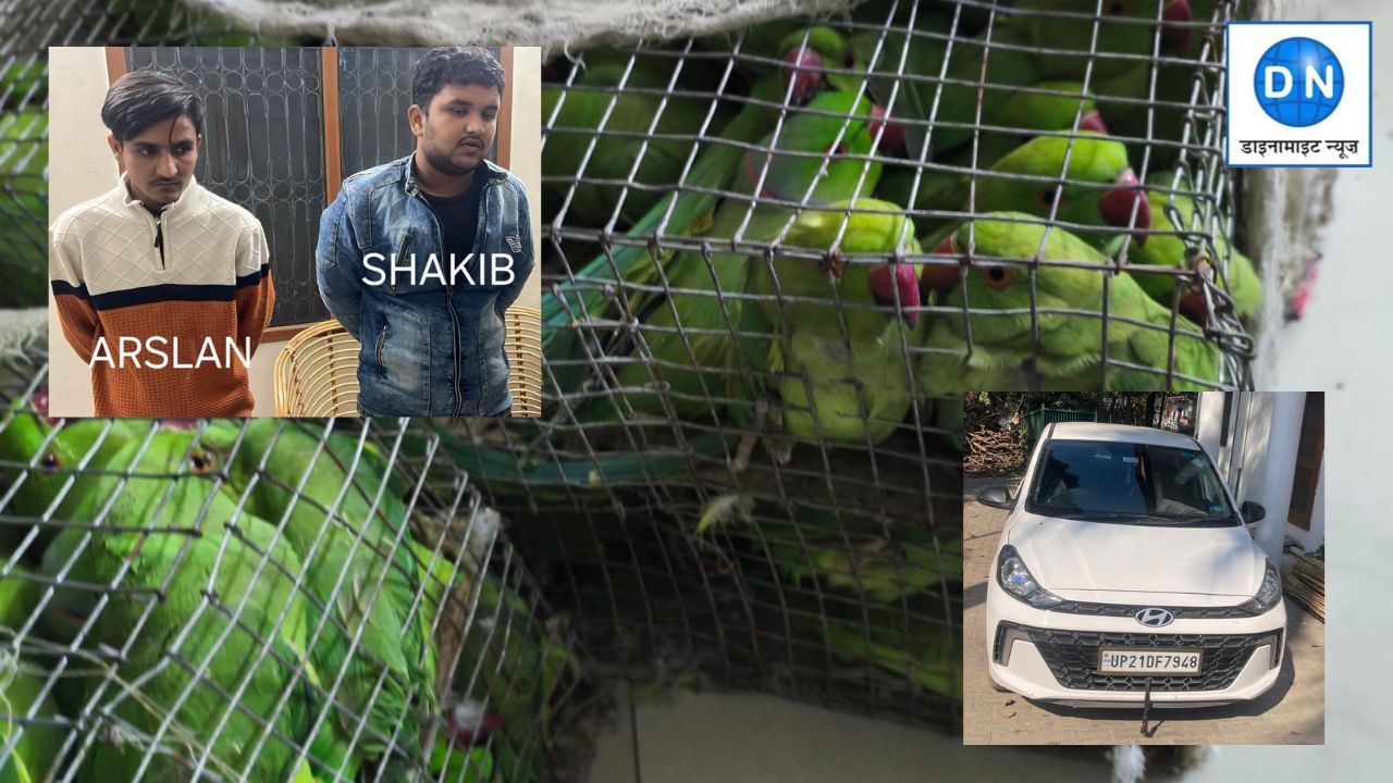 UP STF की बड़ी कामयाबी: 300 प्रतिबंधित तोतों के साथ 2 तस्कर गिरफ्तार, दिल्ली में होने वाली थी सप्लाई