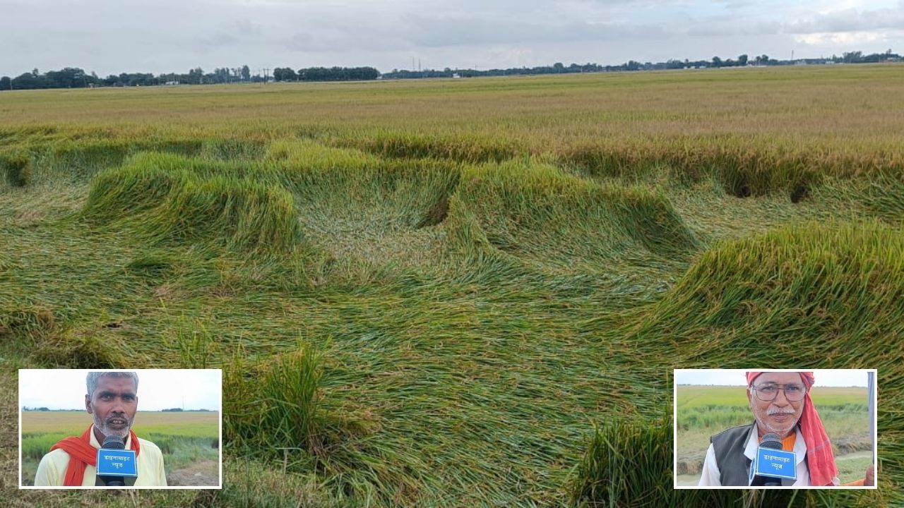 महराजगंज: चक्रवाती तूफान मोंथा ने तोड़ी किसानों की कमर, जानिए डाइनामाइट न्यूज़ पर क्या बोले अन्नदाता