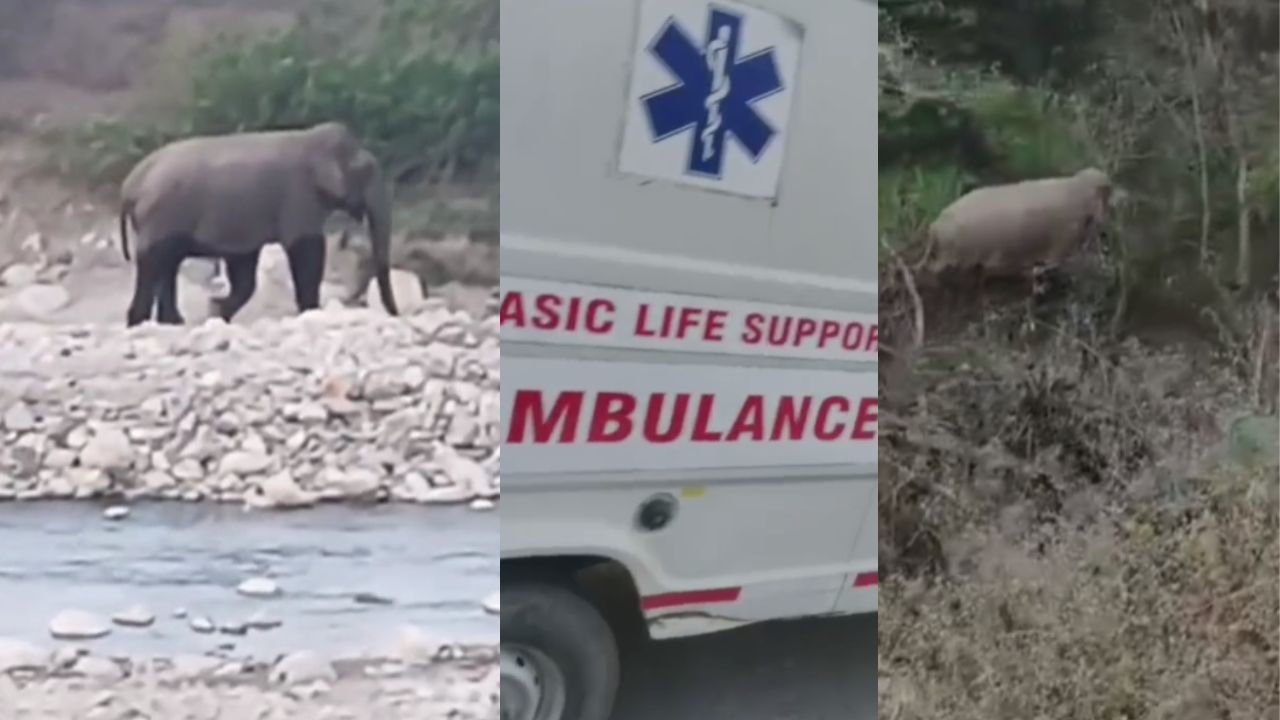 Dehradun: डोईवाला में हाथियों का आतंक, शख्स को किया लहूलुहान, ऐसे बची जान