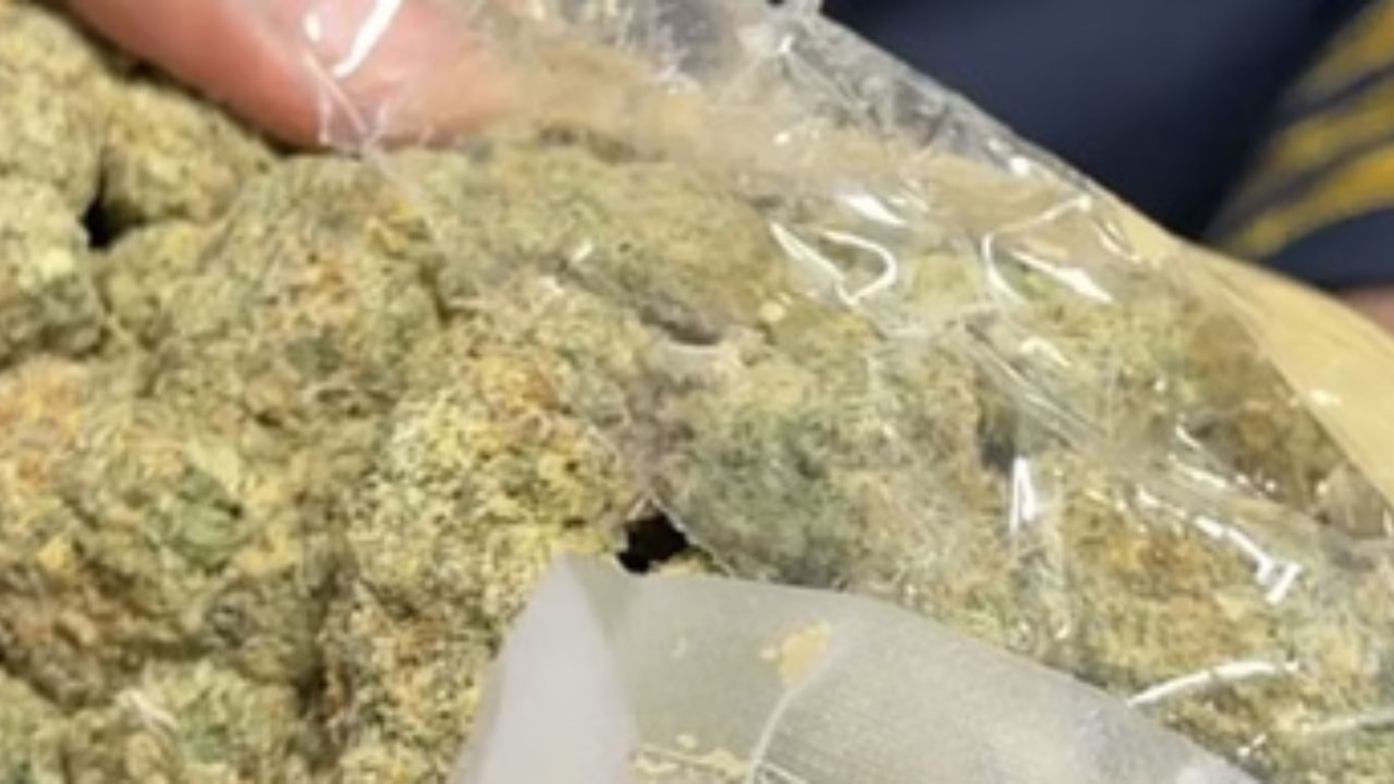 नेपाल से बिहार मादक पदार्थों की ऐसी होती थी तस्करी, डेढ करोड़ का गांजा गोरखपुर से बरामद