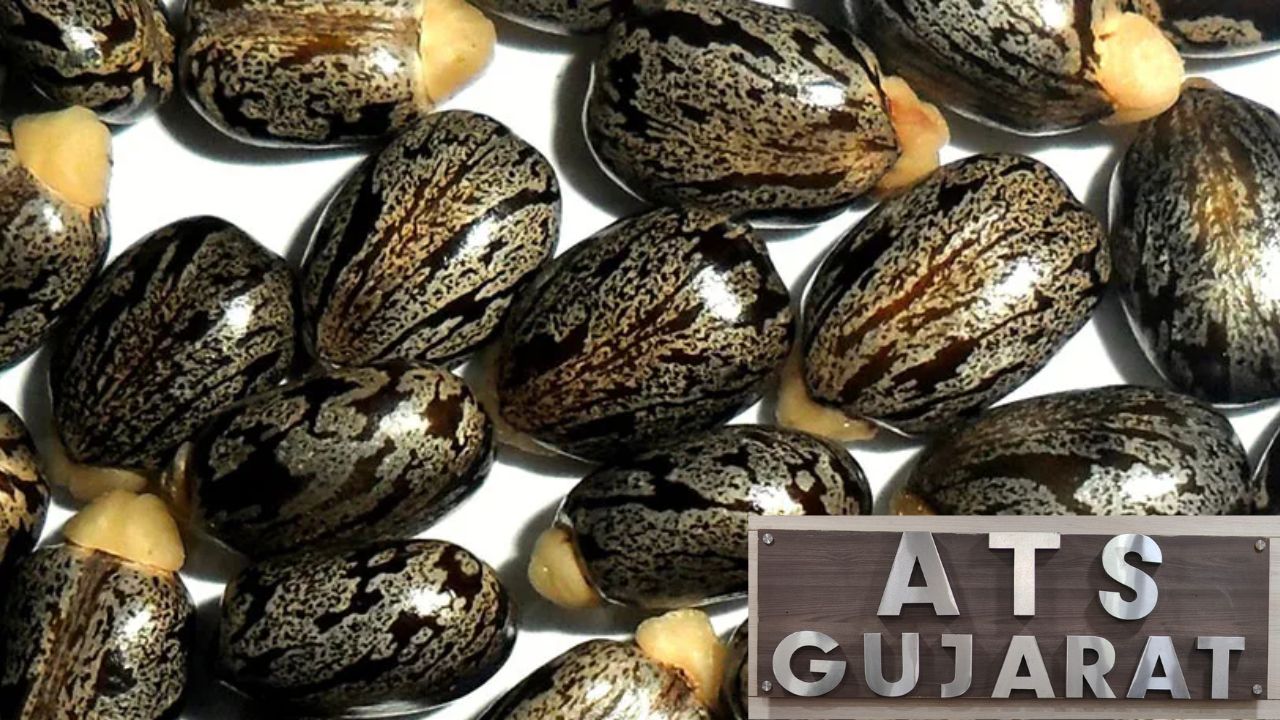 Ricin poison recovered from the terrorist.