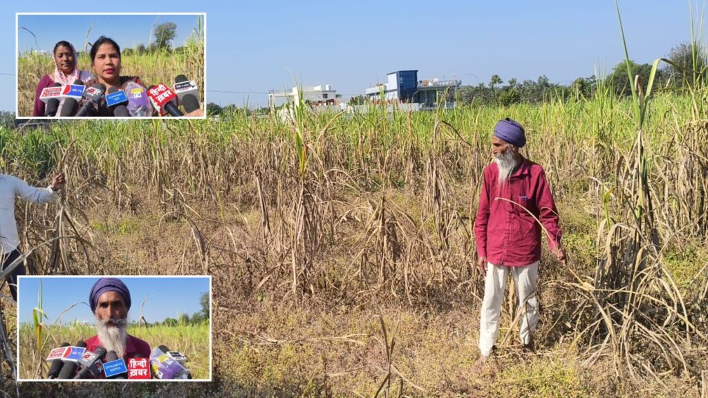 Sugarcane Crop Loss