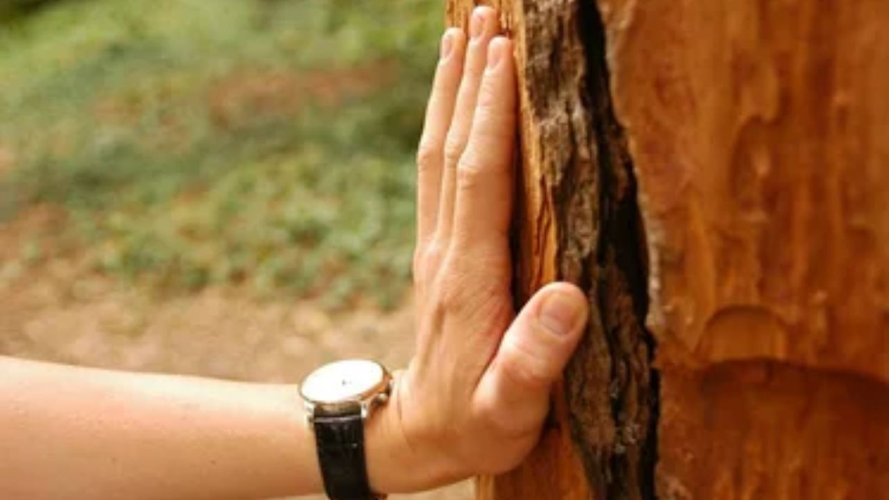 क्यों कहा जाता है ‘Touch Wood’? जानिए बुरी नजर से बचाने वाली इस प्राचीन मान्यता का इतिहास