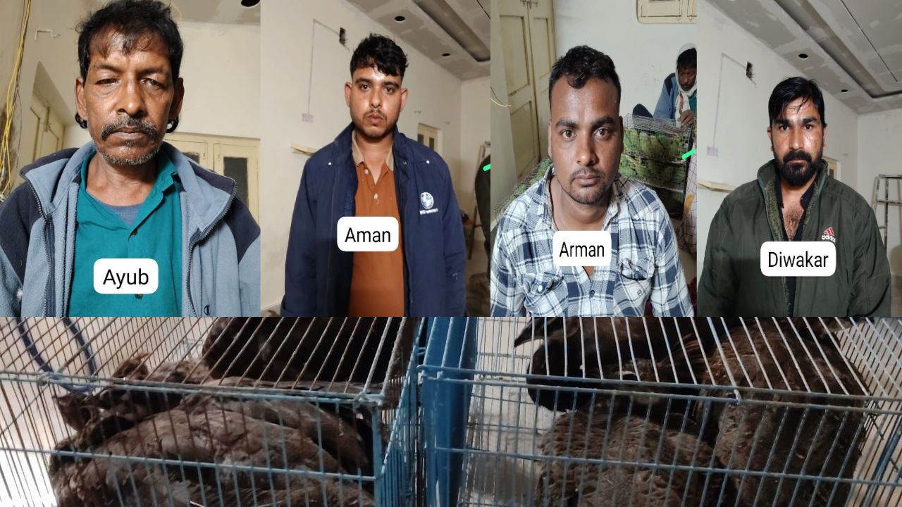 UP STF की बड़ी कामयाबी: वाराणसी में अंतरराज्यीय वन्यजीव तस्करी गैंग का खुलासा, 245 तोते और 12 मोर के साथ चार गिरफ्तार