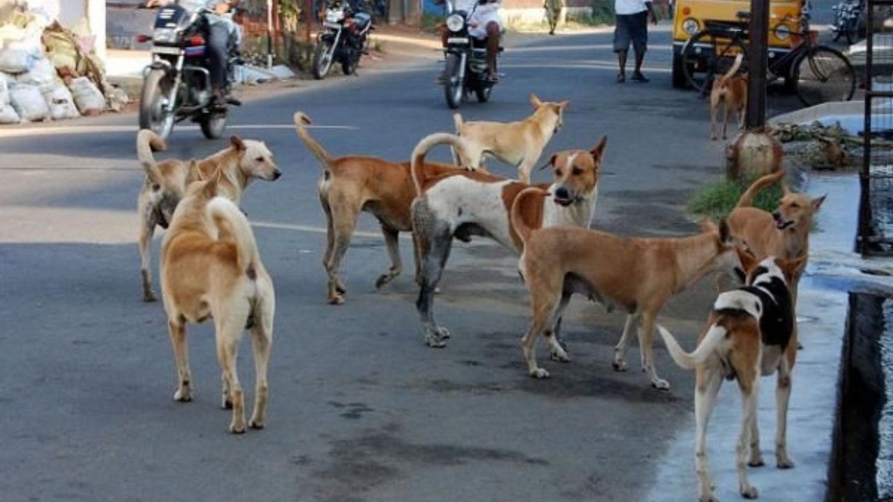 देवरिया में बढ़ता आवारा कुत्तों का आतंक: सड़क पर निकलना हुआ खतरनाक, अलर्ट मोड में प्रशासन
