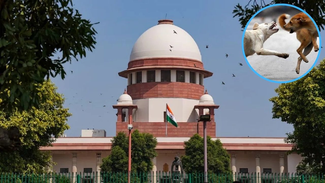 Stray Dogs: आवारा कुत्तों को लेकर सुप्रीम कोर्ट का बड़ा आदेश, हाई कोर्ट का ये फैसला होगा लागू, जानिये आदेश की बड़ी बातें