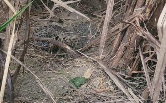 Maharajganj News: मधवलिया में तेंदुए की दस्तक, बकरी का किया शिकार