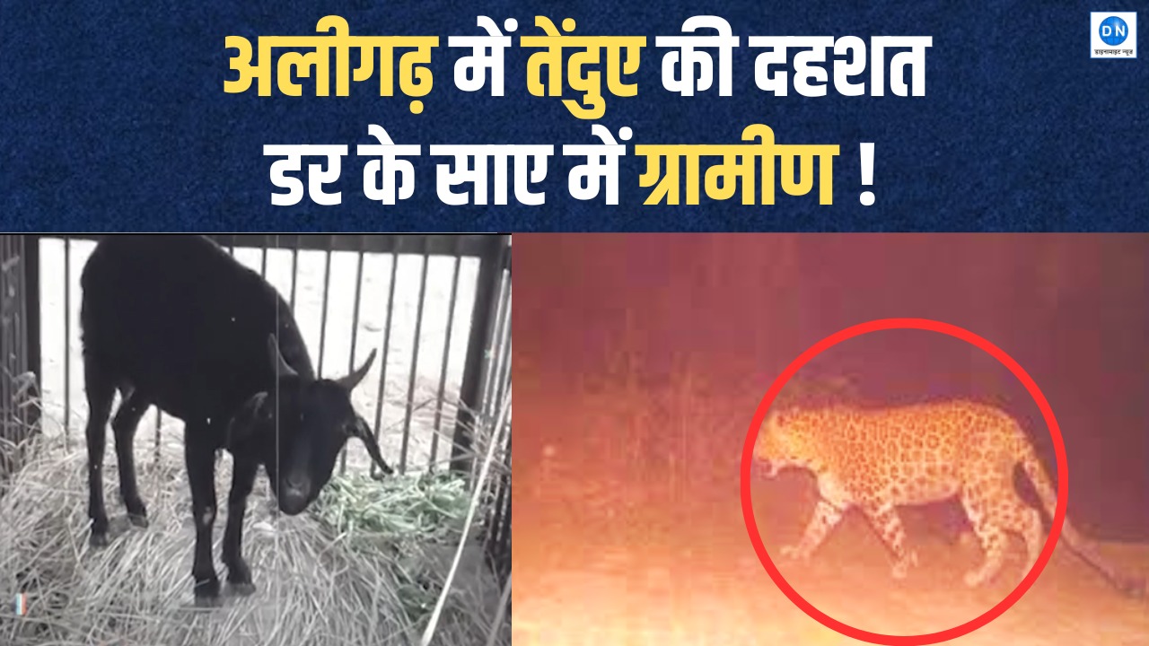 अलीगढ़ में तेंदुआ देखे जाने से दहशत, वन विभाग ने बढ़ाई निगरानी, देखें Video