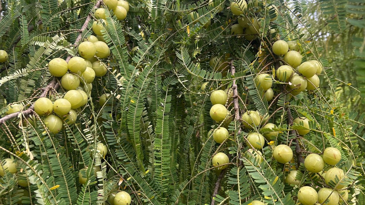 आंवला वृक्ष की पूजा को धर्म ग्रंथों में बहुत महत्व दिया गया है। पद्म पुराण के अनुसार, आंवले की पूजा को हजार गौदान के बराबर माना गया है। आंवले के नीचे दीप जलाने से भाग्य जागृत होता है। यह वृक्ष स्वास्थ्य, समृद्धि और मानसिक संतुलन के लिए लाभकारी माना गया है। (फोटो सोर्स- इंटरनेट)