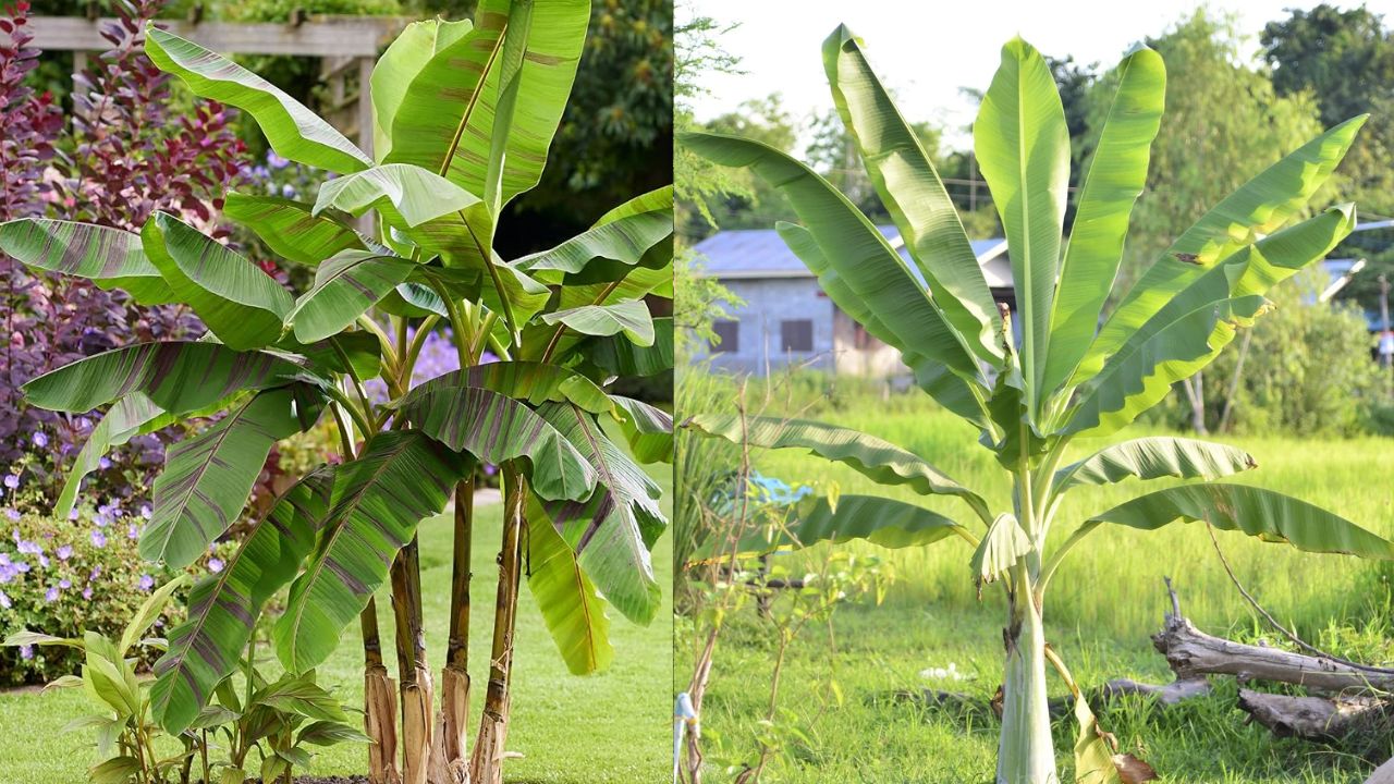 केले के वृक्ष में भगवान विष्णु का वास माना जाता है और इसे गुरु का प्रतिनिधि भी कहा गया है। विवाह, यज्ञ और अन्य शुभ कार्यों में केले के पत्ते और तने का प्रयोग होता है। केले की पूजा और सेवा करने से गरीबी, कलह और आर्थिक संकट दूर रहते हैं। घर में सुख-शांति और समृद्धि बनी रहती है। (फोटो सोर्स- इंटरनेट)