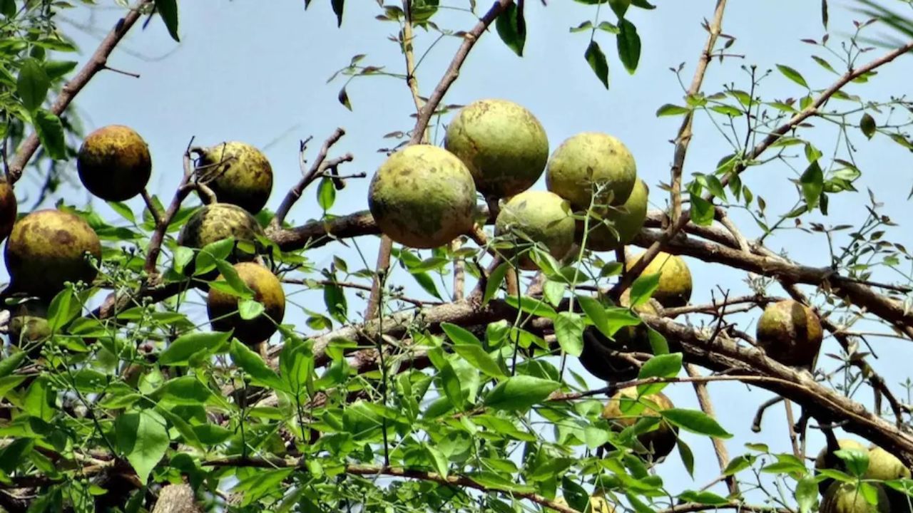 बेल का वृक्ष भगवान शिव का प्रिय है। स्कंद पुराण के अनुसार, शिवलिंग पर बेलपत्र अर्पित करने से संचित पाप और आर्थिक संकट दूर होते हैं। बेल की तीन पत्तियां त्रिदेव का प्रतीक हैं। बेल की पूजा करने से शिव की कृपा प्राप्त होती है। घर में सुख-समृद्धि और मानसिक शांति बनी रहती है। (फोटो सोर्स- इंटरनेट)