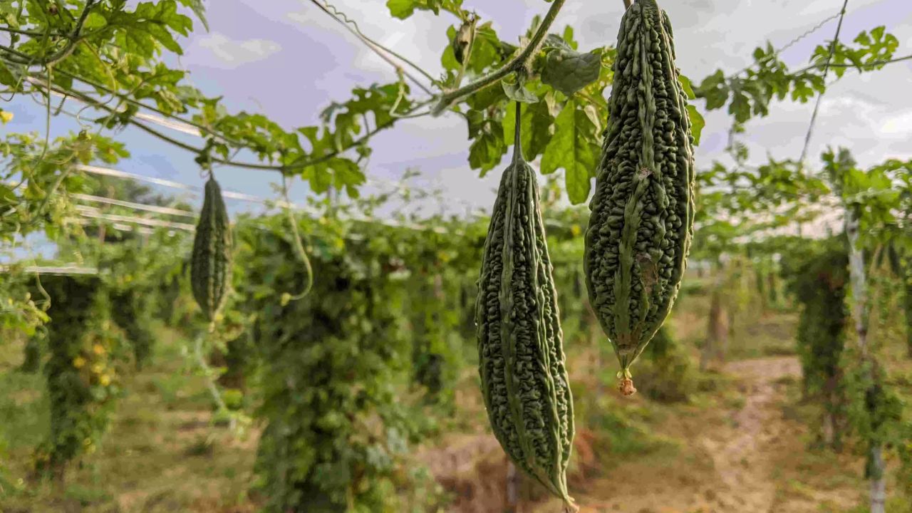 जितना करेला जूस फायदेमंद है, उतना ही इसके कुछ नुकसान भी हो सकते हैं। अत्यधिक सेवन से पेट दर्द, डायरिया और गैस जैसी समस्याएं हो सकती हैं। किडनी की समस्या में लाभ जरूर हो सकता है, लेकिन लंबे समय तक इसे सप्लिमेंट के तौर पर लगातार इस्तेमाल करने की सलाह नहीं दी जाती। इसलिए डॉक्टर की सलाह लेना जरूरी है।  (Img: Google)