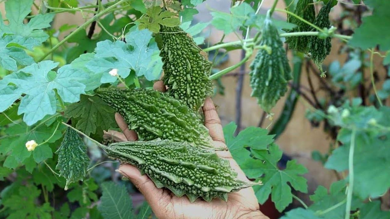 करेला का जूस डायबिटीज मरीजों के लिए फायदेमंद माना जाता है। यह ब्लड शुगर लेवल को नियंत्रित करने में मदद करता है और किडनी की फिल्टरिंग क्षमता को सुधार सकता है। कुछ अध्ययनों से पता चला है कि नियमित सेवन से टाइप-2 डायबिटीज में राहत मिलती है। विशेषज्ञ मानते हैं कि यह जूस मेटाबोलिज्म को तेज करता है और शरीर में अतिरिक्त वसा को कम करने में भी मददगार है।  (Img: Google)