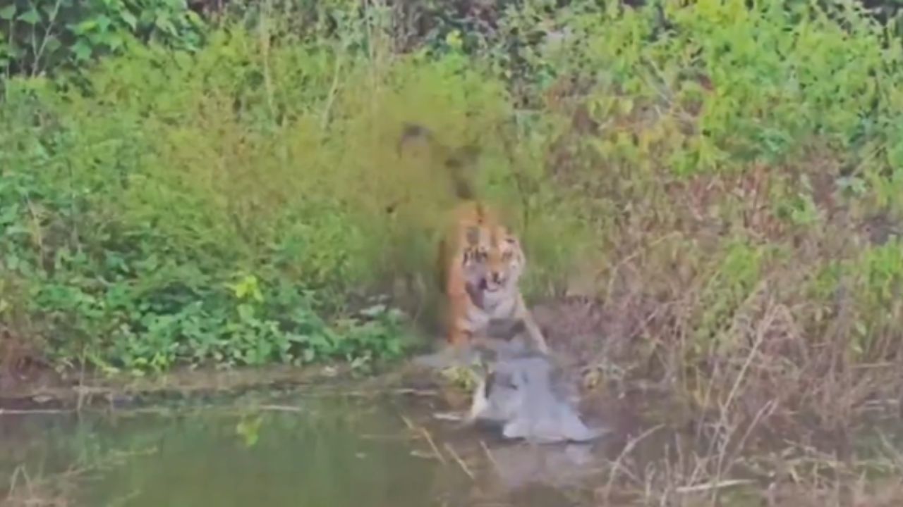 Ramnagar: कॉर्बेट में बाघ और मगरमच्छ की जंग, बाल-बाल बचा जंगल का राजा, सोशल मीडिया पर Video Viral