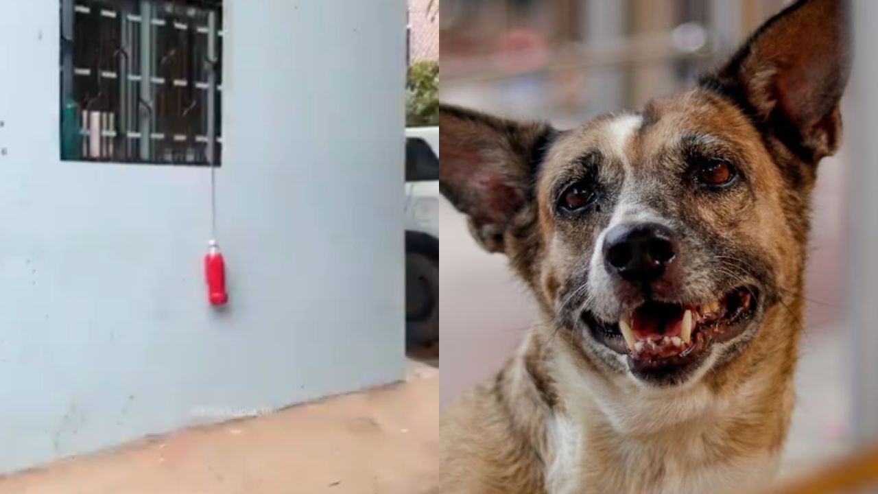 क्या सच में कुत्ते डरते हैं लाल बोतल से? कानपुर में वायरल हुआ नया ट्रेंड, देखें Video