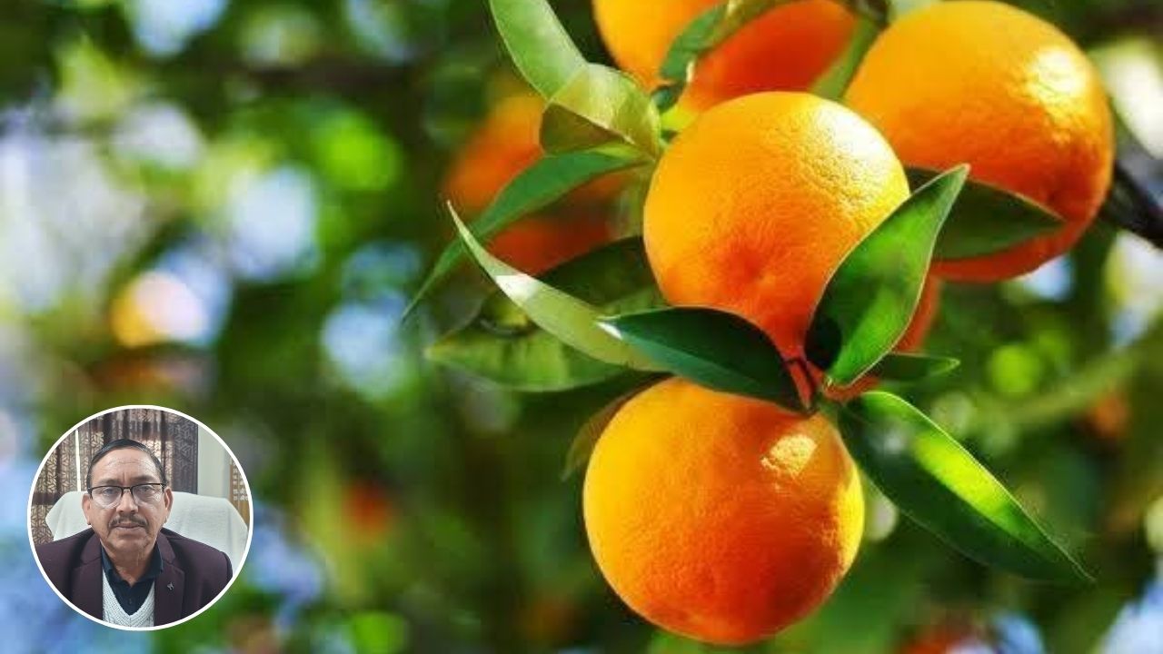 देवभूमि का सोने जैसा माल्टा किसान क्यों बेच रहे औने-पौने दाम में? जानें इसके पीछे की वजह