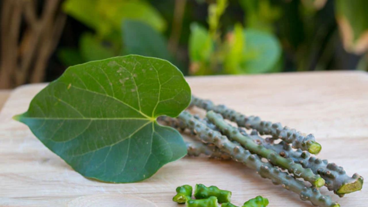 गिलोय को आयुर्वेद में अमृत समान माना गया है। इसका काढ़ा पीने से बुखार, कमजोरी और मौसमी बीमारियों से राहत मिल सकती है। (Img Source: Google)