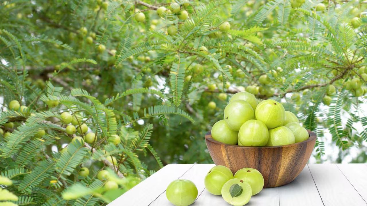 आंवला विटामिन C का उत्कृष्ट स्रोत है और यह इम्यूनिटी बढ़ाने में बेहद उपयोगी है। इसमें मौजूद एंटीऑक्सीडेंट्स हृदय स्वास्थ्य, त्वचा और बालों के लिए लाभकारी होते हैं। सर्दियों में आंवले का नियमित सेवन सर्दी-जुकाम से लड़ने में मदद करता है और शरीर को संक्रमण से बचाता है।