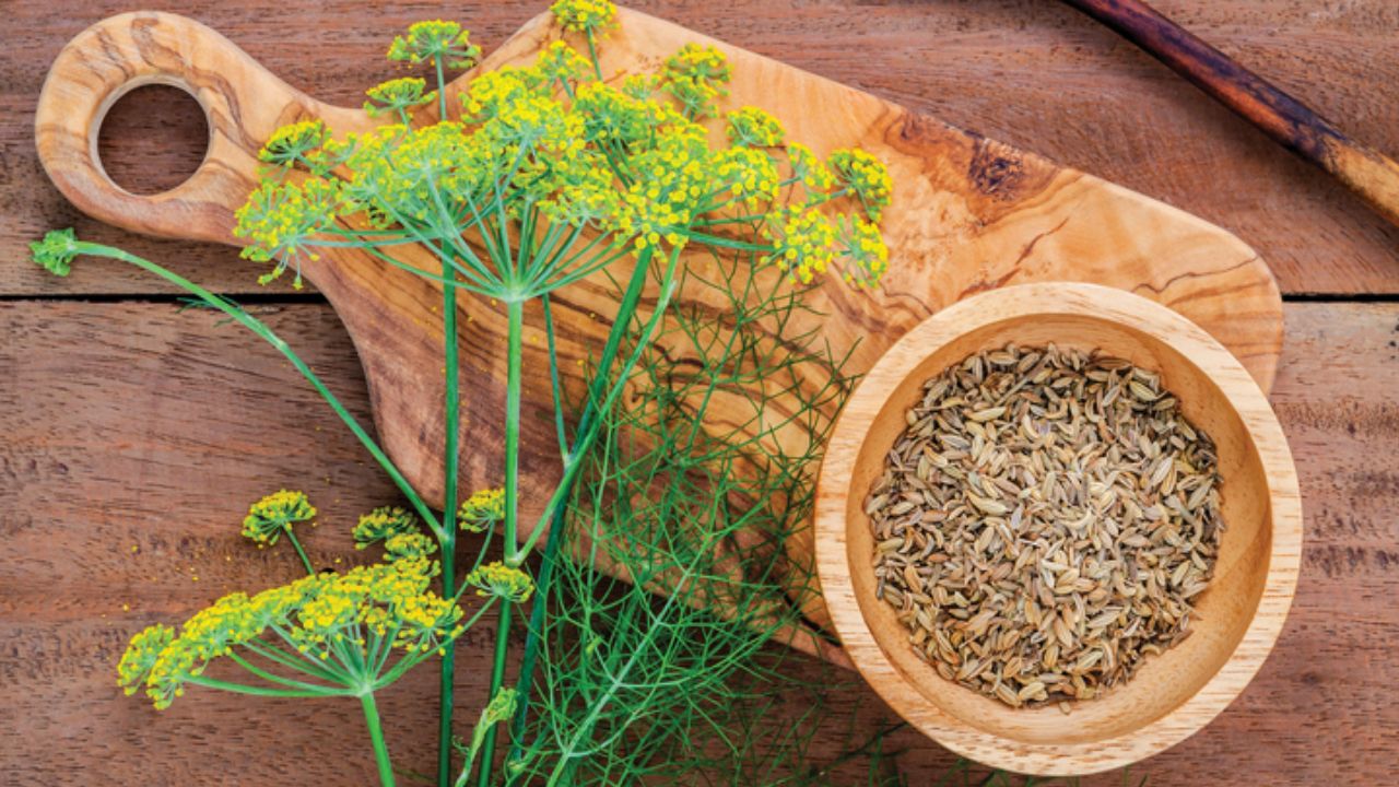 रोजाना सौंफ का पानी पीने से शरीर में मौजूद टॉक्सिन्स बाहर निकलते हैं। यह पेट को ठंडा रखता है और पेट की जलन, गैस और अन्य अस्वस्थता से बचाने में मदद करता है। पेट की बीमारियों से प्राकृतिक सुरक्षा प्रदान करता है।(फोटो सोर्स- इंटरनेट)