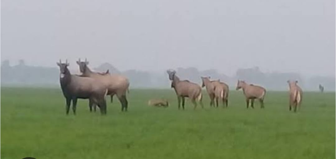 गोरखपुर में नीलगायों का आतंक: अब तक 50 बीघा फसल बर्बाद, किसानों की शिकायतों पर वन विभाग चुप