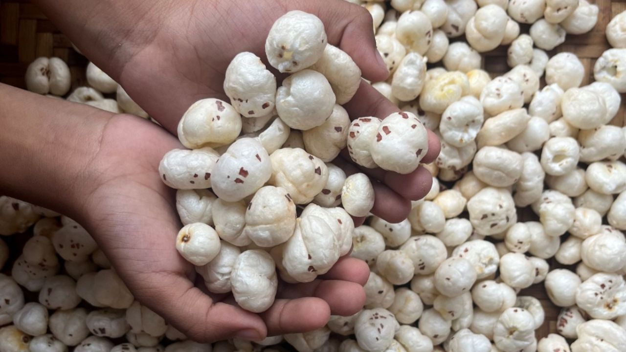 मखाना पूरी तरह ग्लूटेन फ्री होता है। जिन लोगों को ग्लूटेन से एलर्जी है या जो गेहूं नहीं खा सकते, उनके लिए मखाना ऊर्जा और ताकत का बेहतरीन स्रोत है। इसे बच्चे, बुजुर्ग और बीमार व्यक्ति भी आसानी से खा सकते हैं। मखाना पूरी तरह ग्लूटेन फ्री होता है। जिन लोगों को ग्लूटेन से एलर्जी है या जो गेहूं नहीं खा सकते, उनके लिए मखाना ऊर्जा और ताकत का बेहतरीन स्रोत है। इसे बच्चे, बुजुर्ग और बीमार व्यक्ति भी आसानी से खा सकते हैं।