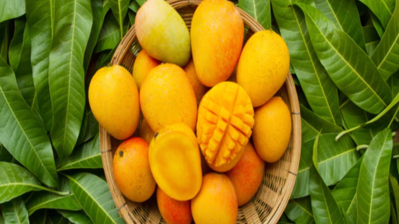 रोजाना सीमित मात्रा में आम खाने से इम्यूनिटी मजबूत होती है। यह पाचन को बेहतर बनाता है और आंखों की रोशनी के लिए भी फायदेमंद माना जाता है। (Img Source: Google)