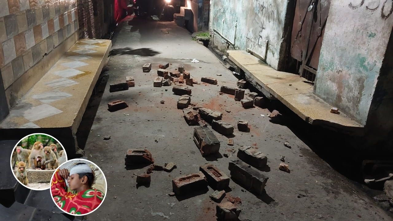 बुलंदशहर में बंदरों के झुंड ने मचाई तबाही, एक किशोर घायल; इलाके में हलचल