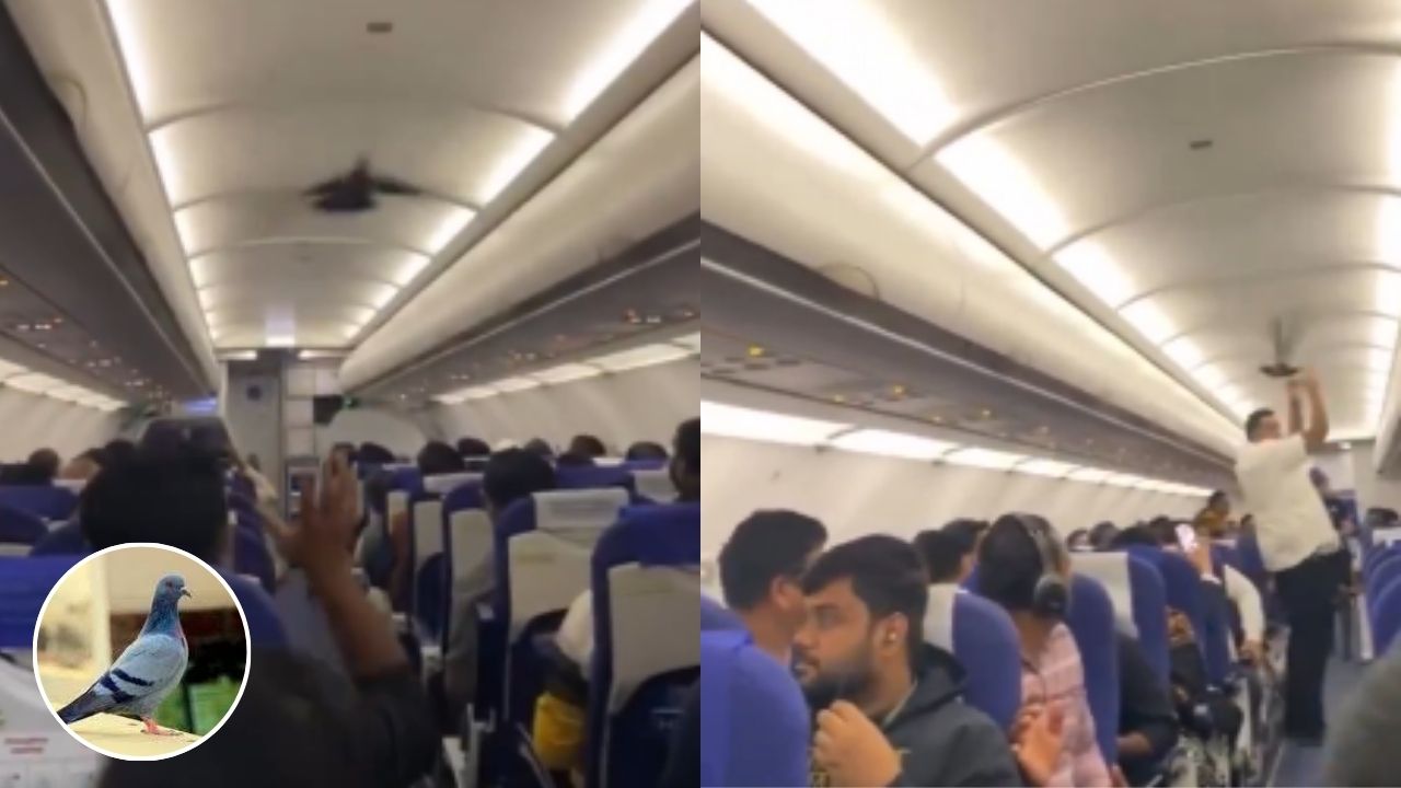 इंडिगो फ्लाइट में अचानक घुसा सफेद कबूतर, यात्रियों में हड़कंप, Video सोशल मीडिया पर वायरल