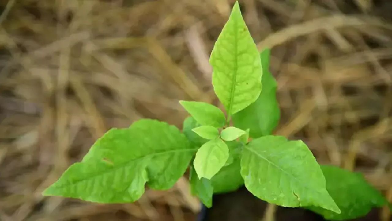 इसी तरह बेलपत्र को भी धोकर फिर से इस्तेमाल किया जा सकता है, बशर्ते वह टूटा या खराब न हो। शास्त्रों के अनुसार बेलपत्र लंबे समय तक बासी नहीं माना जाता। (Img Source: Google)