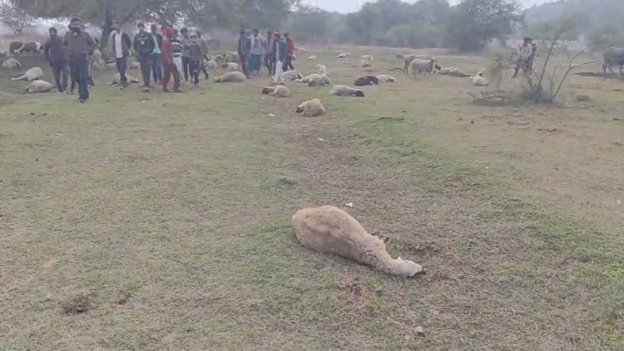 लखनऊ में पीएम कार्यक्रम के बाद बड़ा हादसा, 100 से ज्यादा भेड़ों की मौत, सीएम योगी ने लिया संज्ञान