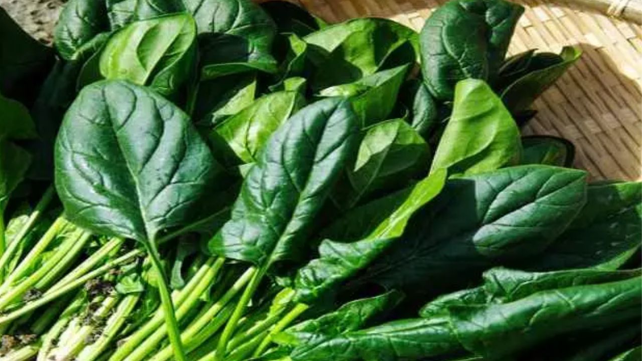 सर्दियों में खाई जाने वाली पालक, न केवल आपकी सेहत के लिए फायदेमंद है, बल्कि यह आपकी त्वचा के लिए भी एक बेहतरीन खाद्य पदार्थ है। पालक में विटामिन ए, सी, और ई के साथ-साथ फाइबर भी भरपूर मात्रा में होता है। यह तत्व आपकी त्वचा को हाइड्रेट रखते हैं और उसे रूखा और बेजान होने से बचाते हैं। आप पालक को अपनी डाइट में सलाद, रोटी या सब्जी के रूप में शामिल कर सकते हैं।