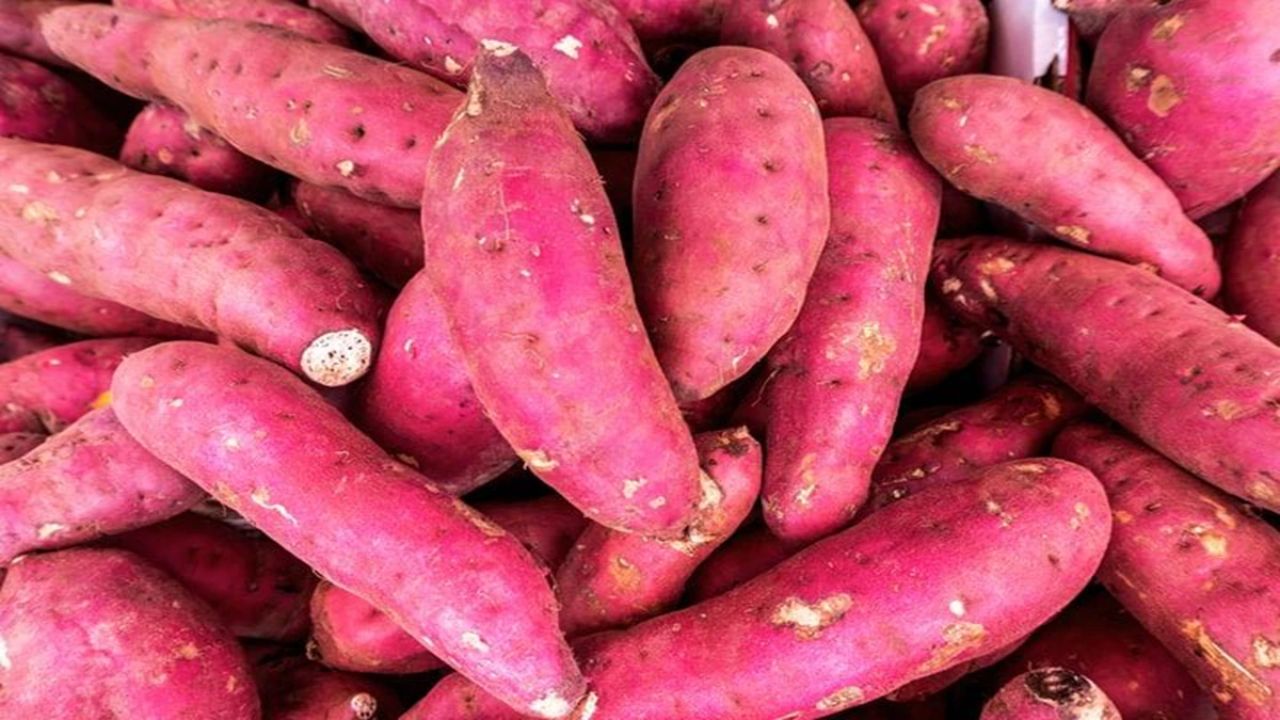 शकरकंद में पोटेशियम, कैल्शियम और मैग्नीशियम भरपूर मात्रा में होते हैं। यह मांसपेशियों को मजबूत बनाने के साथ ही दर्द और ऐंठन से राहत देने में सहायक है। इसे भूनकर, उबालकर या सलाद में शामिल किया जा सकता है। नियमित सेवन से मांसपेशियों की कमजोरी और थकान दोनों में सुधार देखा गया है। शकरकंद में पोटेशियम, कैल्शियम और मैग्नीशियम भरपूर मात्रा में होते हैं। यह मांसपेशियों को मजबूत बनाने के साथ ही दर्द और ऐंठन से राहत देने में सहायक है। इसे भूनकर, उबालकर या सलाद में शामिल किया जा सकता है। नियमित सेवन से मांसपेशियों की कमजोरी और थकान दोनों में सुधार देखा गया है।