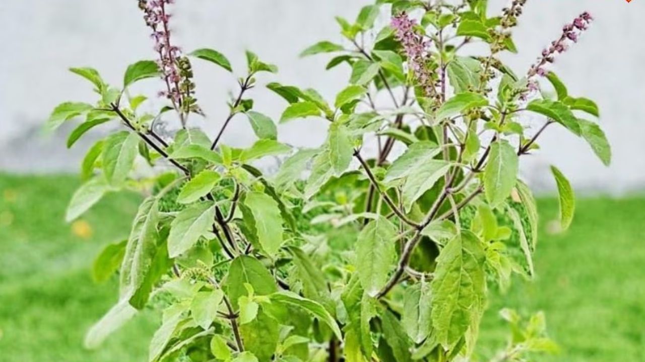 यदि तुलसी का पौधा तेजी से बढ़ रहा है और उसमें नए फूल आने लगे हैं, तो इसे अत्यंत शुभ माना जाता है। आस्था के अनुसार यह जीवन में नए अवसर मिलने, परिवार में खुशियां आने और हर तरफ सकारात्मकता बढ़ने का संकेत है। ऐसे पौधे को घर के लिए भाग्यशाली माना जाता है। (फोटो सोर्स- गूगल) यदि तुलसी का पौधा तेजी से बढ़ रहा है और उसमें नए फूल आने लगे हैं, तो इसे अत्यंत शुभ माना जाता है। आस्था के अनुसार यह जीवन में नए अवसर मिलने, परिवार में खुशियां आने और हर तरफ सकारात्मकता बढ़ने का संकेत है। ऐसे पौधे को घर के लिए भाग्यशाली माना जाता है। (फोटो सोर्स- गूगल)