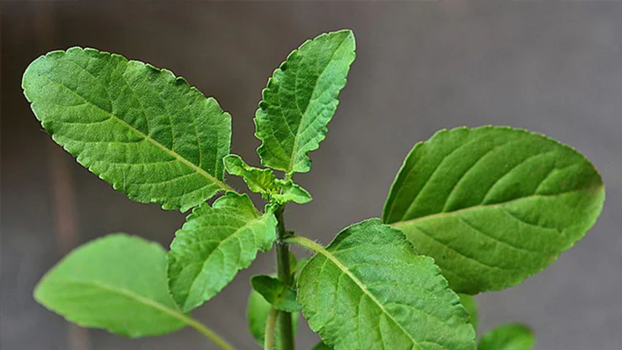 तुलसी शरीर को गर्म रखने के साथ-साथ सर्दी-खांसी से बचाव में मदद करती है। सुबह गुनगुने पानी के साथ तुलसी की पत्तियां या तुलसी की चाय लेना लाभकारी होता है। (Img Source: Google)