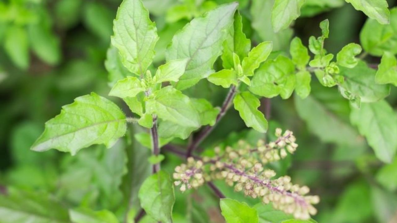 धार्मिक मान्यताओं के अनुसार तुलसी के पौधे की अच्छी देखभाल, समय पर जल देना और घर में गंगाजल का छिड़काव करना नकारात्मक प्रभाव कम करता है। ऐसा करने से घर का वातावरण पवित्र और शांत बना रहता है। तुलसी की नियमित पूजा से मानसिक शांति और सकारात्मक ऊर्जा बढ़ती है। (फोटो सोर्स- गूगल) धार्मिक मान्यताओं के अनुसार तुलसी के पौधे की अच्छी देखभाल, समय पर जल देना और घर में गंगाजल का छिड़काव करना नकारात्मक प्रभाव कम करता है। ऐसा करने से घर का वातावरण पवित्र और शांत बना रहता है। तुलसी की नियमित पूजा से मानसिक शांति और सकारात्मक ऊर्जा बढ़ती है। (फोटो सोर्स- गूगल)