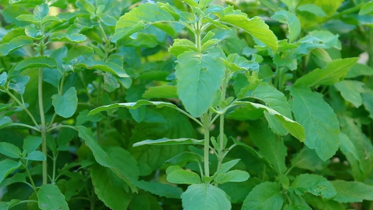 यदि घर में बार-बार तुलसी का पौधा सूख जाता है, तो इसे वास्तु दोष या पितृ दोष से जोड़कर देखा जाता है। ऐसी स्थिति में परिवार को परेशानियां या बाधाएं हो सकती हैं। इसे संकेत मानकर घर के वातावरण की शुद्धि और पौधे की विशेष देखभाल करने की सलाह दी जाती है। (फोटो सोर्स- गूगल) यदि घर में बार-बार तुलसी का पौधा सूख जाता है, तो इसे वास्तु दोष या पितृ दोष से जोड़कर देखा जाता है। ऐसी स्थिति में परिवार को परेशानियां या बाधाएं हो सकती हैं। इसे संकेत मानकर घर के वातावरण की शुद्धि और पौधे की विशेष देखभाल करने की सलाह दी जाती है। (फोटो सोर्स- गूगल)