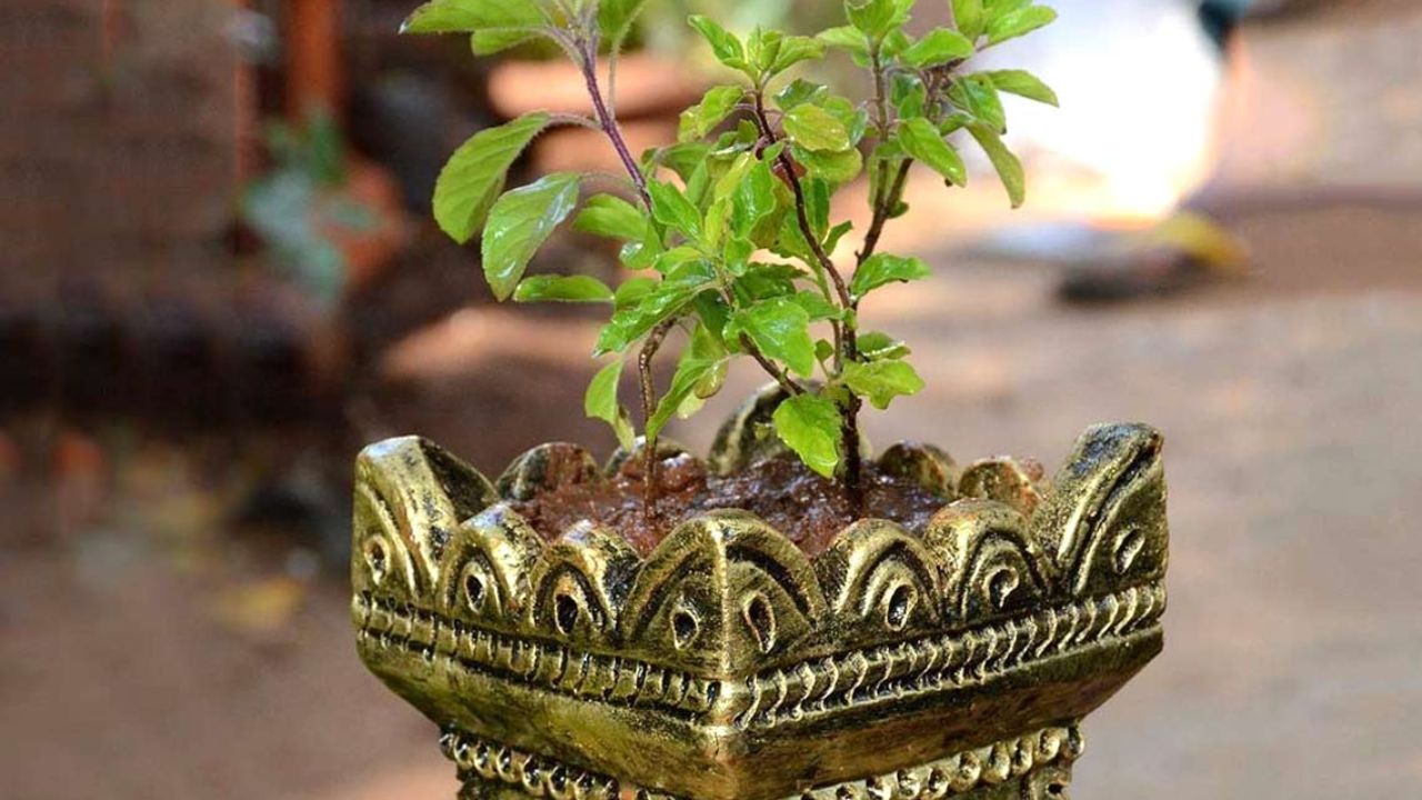 हरे-भरे तुलसी के पौधे का अचानक सूखना अशुभ माना जाता है। मान्यताओं के अनुसार यह आर्थिक नुकसान, स्वास्थ्य समस्याओं या किसी अप्रिय घटना का संकेत हो सकता है। सूखते पत्ते और कमजोर शाखाएं भी नकारात्मक प्रभाव और ऊर्जा असंतुलन की ओर इशारा करती हैं। (फोटो सोर्स- गूगल) हरे-भरे तुलसी के पौधे का अचानक सूखना अशुभ माना जाता है। मान्यताओं के अनुसार यह आर्थिक नुकसान, स्वास्थ्य समस्याओं या किसी अप्रिय घटना का संकेत हो सकता है। सूखते पत्ते और कमजोर शाखाएं भी नकारात्मक प्रभाव और ऊर्जा असंतुलन की ओर इशारा करती हैं। (फोटो सोर्स- गूगल)