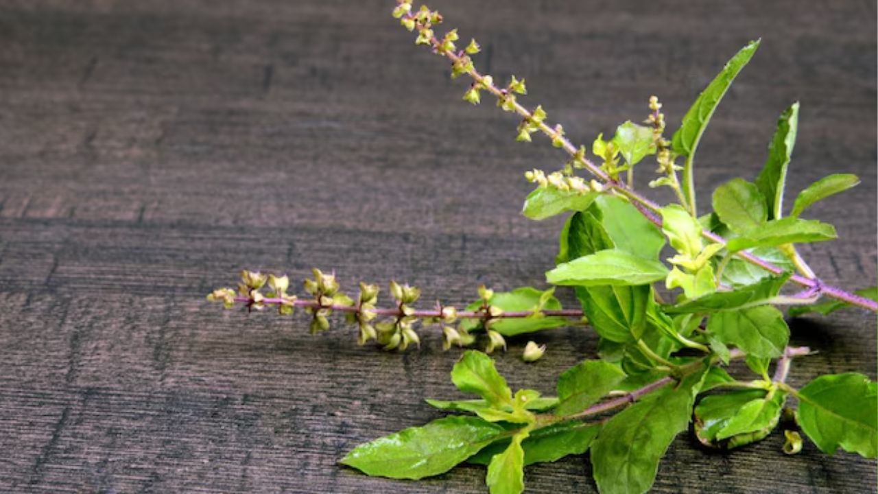 तुलसी के पौधे का हरा-भरा और ताजगी से भरा होना घर में सकारात्मक ऊर्जा का प्रतीक माना गया है। धार्मिक मान्यताओं के अनुसार ऐसा पौधा मां लक्ष्मी की कृपा दिलाता है और परिवार में सुख-समृद्धि बढ़ाता है। तुलसी की खुशबू और नई पत्तियों का आना विशेष रूप से शुभ माना जाता है। (फोटो सोर्स- गूगल) तुलसी के पौधे का हरा-भरा और ताजगी से भरा होना घर में सकारात्मक ऊर्जा का प्रतीक माना गया है। धार्मिक मान्यताओं के अनुसार ऐसा पौधा मां लक्ष्मी की कृपा दिलाता है और परिवार में सुख-समृद्धि बढ़ाता है। तुलसी की खुशबू और नई पत्तियों का आना विशेष रूप से शुभ माना जाता है। (फोटो सोर्स- गूगल)