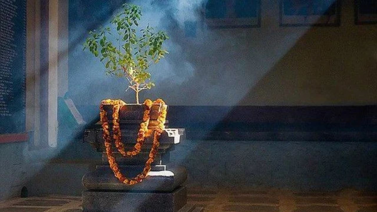 Tulsi Pujan Diwas 2025: 25 दिसंबर को क्यों मनाया जाता है तुलसी पूजन दिवस? जानें धार्मिक महत्व, पूजा विधि और शुभ मुहूर्त
