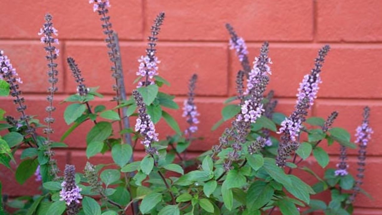 क्यों सूख जाती है तुलसी? जानें कौन से संकेत शुभ और कौन से अशुभ