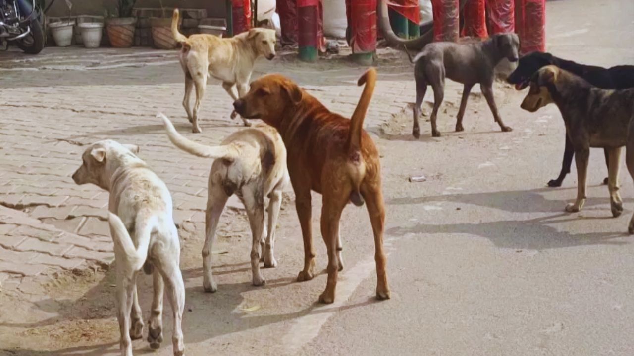 यूपी के छात्रों के लिए राहत की खबर… विश्वविद्यालय-कॉलेजों में आवारा कुत्तों के लिए उठाया गया ये खास कदम