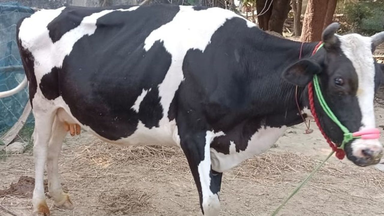 Gorakhpur News: गोरखपुर में मुंहपका–खुरपका फैलने से कई पशुओं की मौत, टीकाकरण न होने पर पशुपालकों में दहशत