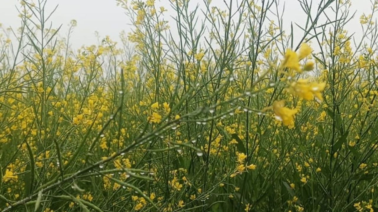 प्रदेश के कई जिलों में न्यूनतम तापमान सामान्य से कम दर्ज किया जा रहा है। इससे रात और सुबह के समय धुंध का असर बढ़ गया है। कोहरा बढ़ने के कारण विज़िबिलिटी भी प्रभावित हो रही है, जिससे सड़क यातायात पर इसका सीधा असर पड़ रहा है। (Img: Google) प्रदेश के कई जिलों में न्यूनतम तापमान सामान्य से कम दर्ज किया जा रहा है। इससे रात और सुबह के समय धुंध का असर बढ़ गया है। कोहरा बढ़ने के कारण विज़िबिलिटी भी प्रभावित हो रही है, जिससे सड़क यातायात पर इसका सीधा असर पड़ रहा है। (Img: Google)