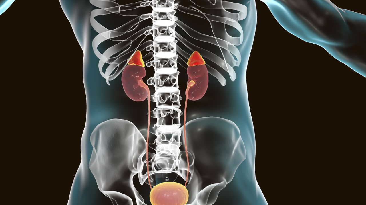 लीन प्रोटीन स्ट्रेस मैनेजमेंट में बड़ी भूमिका निभाता है। यह ब्लड शुगर को स्थिर रखकर एड्रिनल फंक्शन को सपोर्ट करता है। (img source: google) लीन प्रोटीन स्ट्रेस मैनेजमेंट में बड़ी भूमिका निभाता है। यह ब्लड शुगर को स्थिर रखकर एड्रिनल फंक्शन को सपोर्ट करता है। (img source: google)