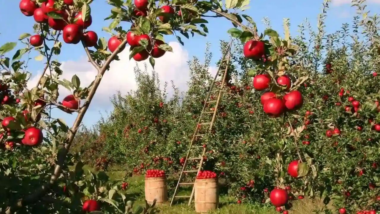 इस समय का सेब लंबे समय तक ताजा रहता है और जल्दी खराब नहीं होता। इसकी क्वालिटी भी ऑफ-सीजन सेब के मुकाबले बेहतर होती है। (Img: Google)